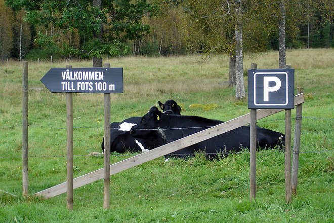 Parkeringsvakter